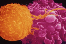 `Civil war` in immune system can fight disease
